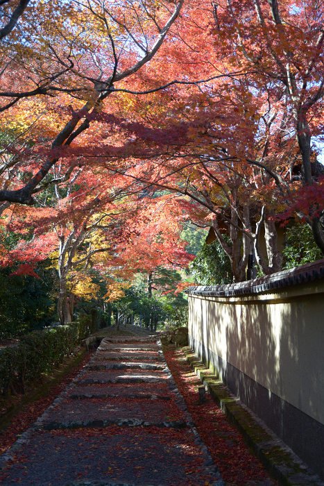 Autumn leaves along the approach to the mausoleum of Emperor Go-Kameyama in Sagano, Ukyo-ku, Kyoto City