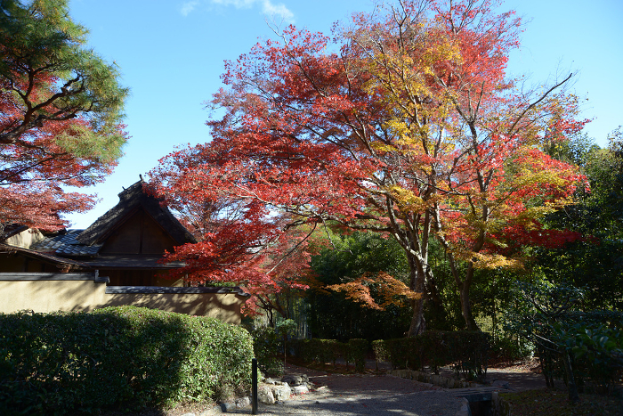 Autumn leaves in Sagano, Okusaga, Ukyo-ku, Kyoto