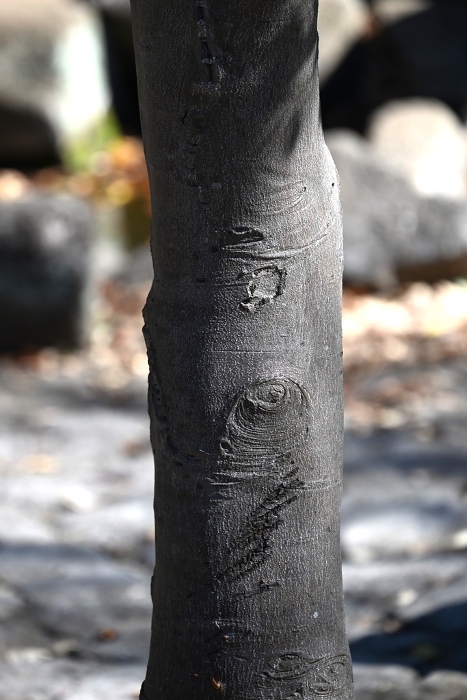 Mokkoku (Mokku), Edo five trees, King of garden trees