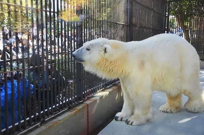 Peace the polar bear celebrates his 24th birthday with many fans. Peace the polar bear was congratulated on his 24th birthday by many fans at the Tobe Zoo in Tobe Town, Ehime Prefecture, December 2, 2023  photo by Hiroyuki Yamanaka.