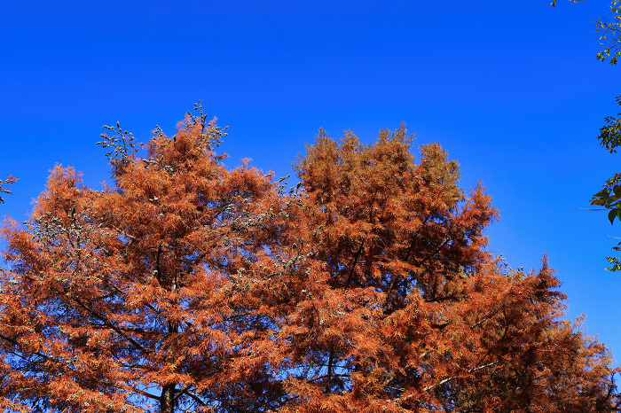 Metasequoia leaves in beautiful red