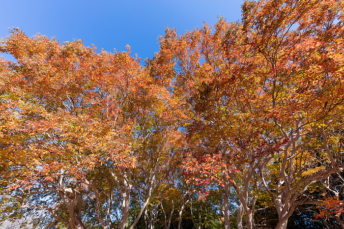 Autumn colors of striped crape myrtle, Tokyo