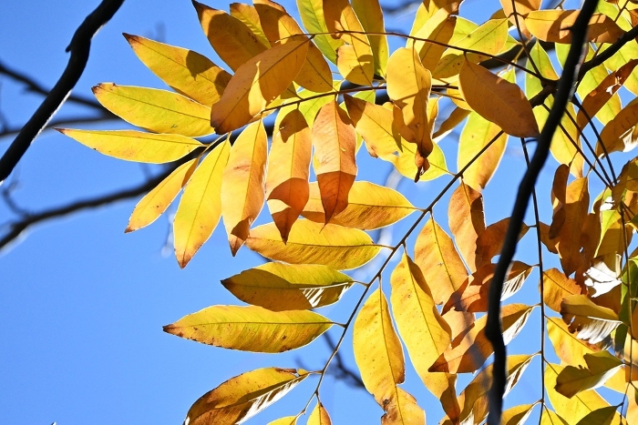 Yellow leaves of the mukuroji plant / The fruits contain saponin and are foaming, so they were used as soap and shampoo until the early Showa period.