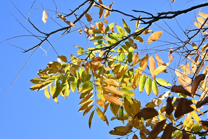 Yellow leaves of the mukuroji plant / The fruits contain saponin and are foaming, so they were used as soap and shampoo until the early Showa period.