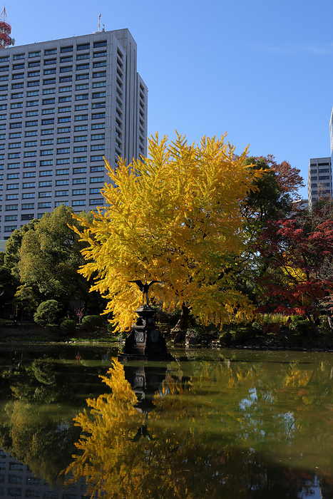 Tokyo Hibiya Park, Ginkgo leaves in autumn