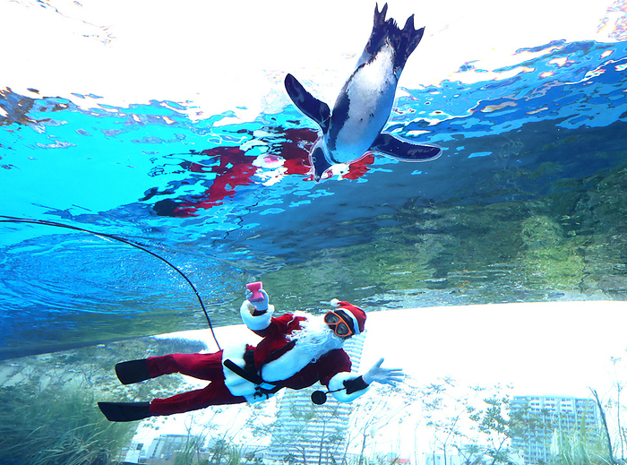 A Santa diver vleans a fishtank for the Christmas event December 5, 2023, Tokyo, Japan   A diver in Santa costume cleans a large fish tank for penguins at the Sunshine Aquarium in Tokyo on Tuesday, December 5, 2023. The aquarium will have a three day Christmas event including the Santa diver in a penguin fishtank from December 23 through 25.     photo by Yoshio Tsunoda AFLO 