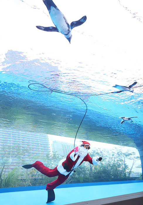 A Santa diver vleans a fishtank for the Christmas event December 5, 2023, Tokyo, Japan   A diver in Santa costume cleans a large fish tank for penguins at the Sunshine Aquarium in Tokyo on Tuesday, December 5, 2023. The aquarium will have a three day Christmas event including the Santa diver in a penguin fishtank from December 23 through 25.     photo by Yoshio Tsunoda AFLO 
