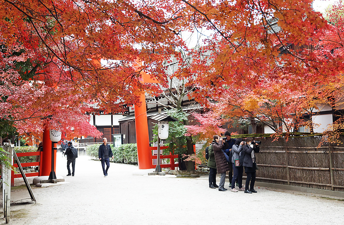 Shimogamo jinja Shrine Autumn Leaves December 5, 2023 Autumn leaves at Shimogamo Jinja Shrine, Tadasunomori Location Sakyo ku, Kyoto City