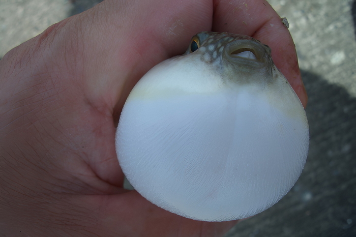 Close-up of puffer fish swelling