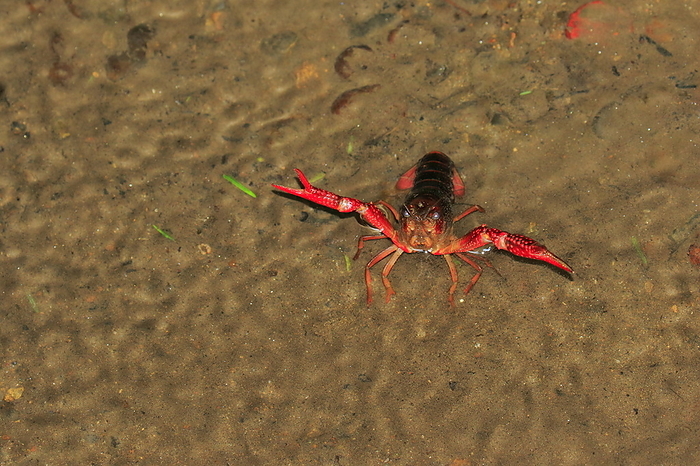 Bright red American crayfish