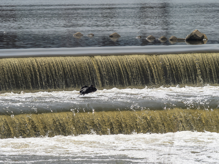 River cormorant flying away from a dirty river