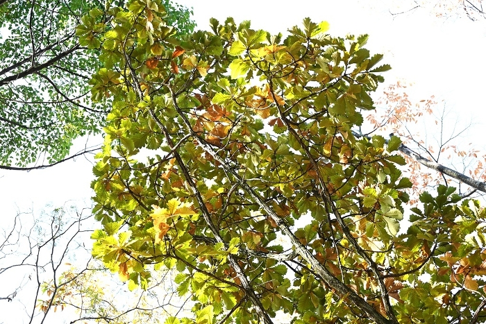 Kashiwa (oak) tree, leaves / Wrap in these leaves to make Kashiwa Mochi