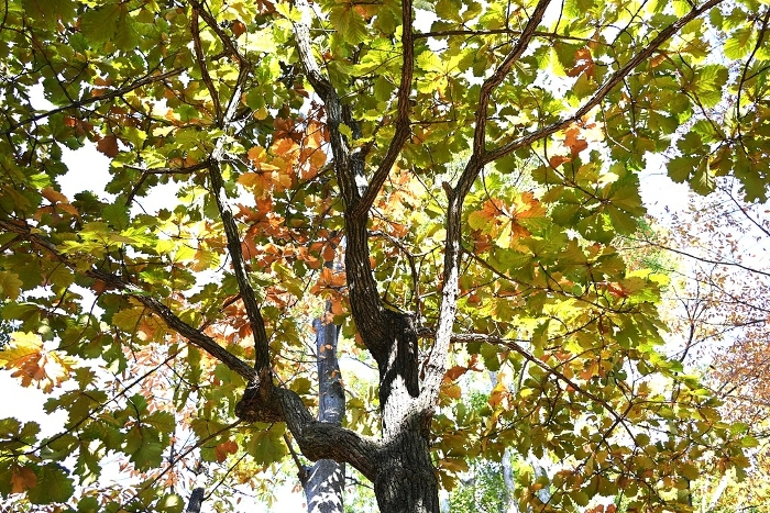 Kashiwa (oak) tree, leaves / Wrap in these leaves to make Kashiwa Mochi