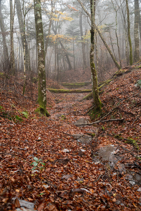 Late Autumn Forest in the Mist, Dando-Ura Valley Wilderness Forest
