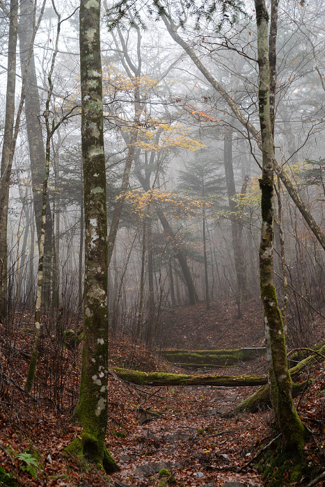 Late Autumn Forest in the Mist, Dando-Ura Valley Wilderness Forest
