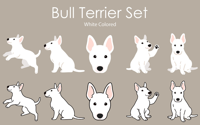 Clip art set of simple and cute white bull terrier with or without main line