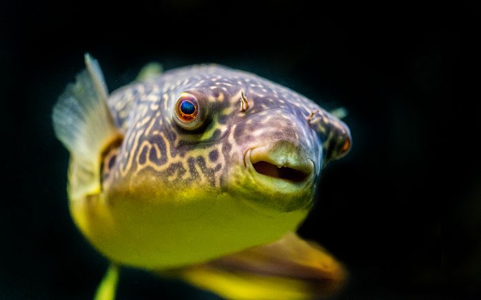 Beautiful Pufferfish