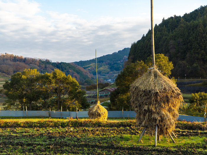 Asuka Village's Inabuchi terraced rice fields lined with silver grass bundled with straw after rice harvesting.