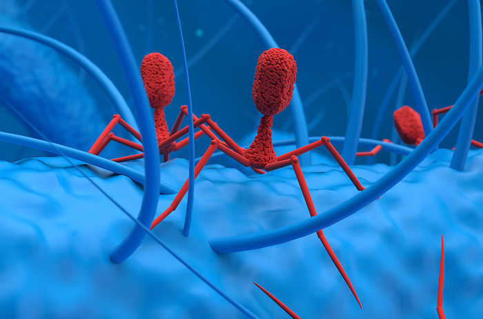 Bacteriophages infecting bacterium, illustration Bacteriophages  red  infecting bacterium, illustration. A bacteriophage, or phage, is a virus that infects bacteria. It attaches to the surface of a bacterium and injects its genetic material into the cell. The viral genetic material then hijacks the bacterium s own cellular machinery, forcing it to produce more copies of the bacteriophage. When a sufficient number have been produced, the phages burst out of the cell, killing it. Phages are a possible therapy against multi drug resistant bacteria., by NEMES LASZLO SCIENCE PHOTO LIBRARY