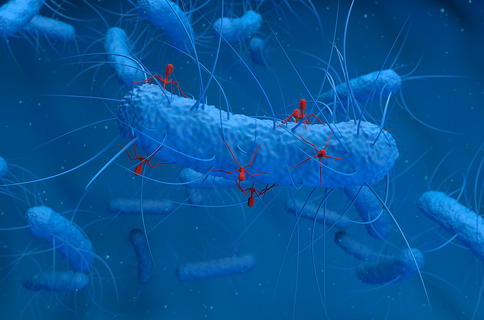 Bacteriophages infecting bacterium, illustration Bacteriophages  red  infecting bacterium, illustration. A bacteriophage, or phage, is a virus that infects bacteria. It attaches to the surface of a bacterium and injects its genetic material into the cell. The viral genetic material then hijacks the bacterium s own cellular machinery, forcing it to produce more copies of the bacteriophage. When a sufficient number have been produced, the phages burst out of the cell, killing it. Phages are a possible therapy against multi drug resistant bacteria., by NEMES LASZLO SCIENCE PHOTO LIBRARY