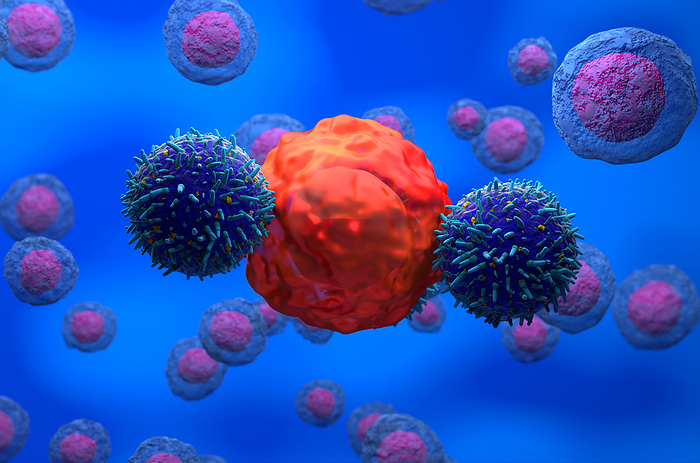 CAR T cell therapy, illustration Illustration of T lymphocyte white blood cells  blue  attacking a cancer cell  red . CAR T therapy is a type of immunotherapy that genetically modifies a patient s own T cells to recognise and destroy cancer cells., by NEMES LASZLO SCIENCE PHOTO LIBRARY