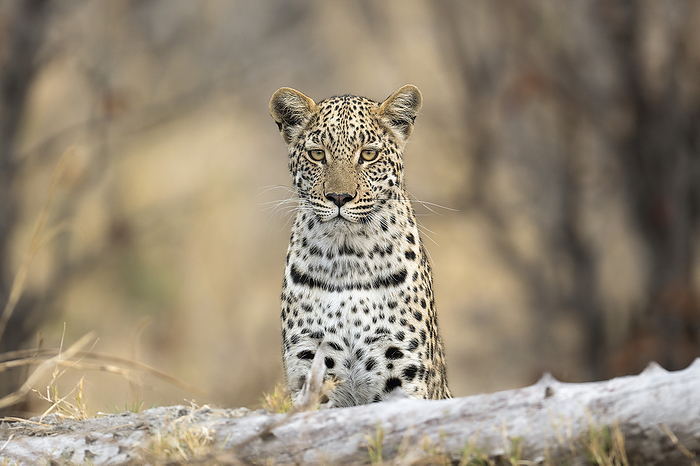 Leopard looking forward Leopard  Panthera pardus  looking forward. Photographed in the Okavango Delta in Botswana., by DR P. MARAZZI SCIENCE PHOTO LIBRARY