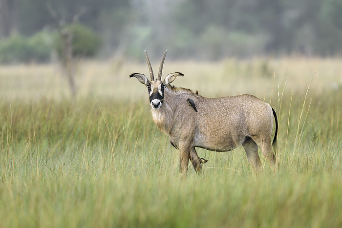Roan antelope standing on grass Roan antelope  Hippotragus equinus  standing on grass. Photographed in the Okavango Delta in Botswana., by DR P. MARAZZI SCIENCE PHOTO LIBRARY