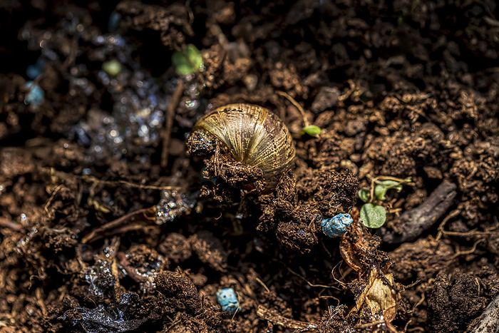 Grove snail after contact with slug pellets Grove snail  Cepaea nemoralis  after contact with blue slug killer pellets., by IAN GOWLAND SCIENCE PHOTO LIBRARY