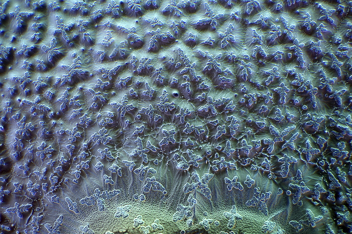 Soya sauce crystals, light micrograph Soya sauce crystals, polarised light micrograph. Magnification: x186 when printed at 10cm wide., by MAREK MIS SCIENCE PHOTO LIBRARY
