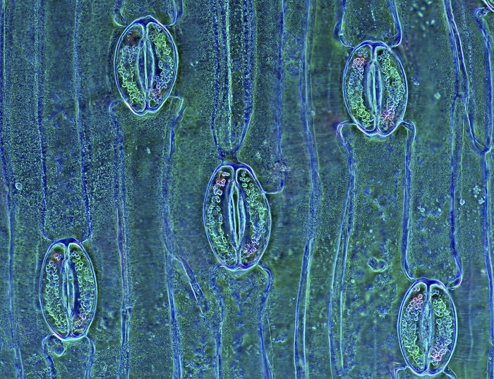 Stomata in tulip leaf epidermis, light micrograph Stomata in a tulip  Tulipa sp.  leaf epidermis, polarised light micrograph. Stomata are pores that control the rate of gas exchange in the plant. The opening and closing of the stomata are controlled by semi circular guard cells  sausage shaped . When the guard cells are turgid the stomata are open and when they are flaccid the stomata are closed. Chloroplasts  small circles  are visible in the lower tissue. Magnification: x372 when printed 10 centimetres wide., by MAREK MIS SCIENCE PHOTO LIBRARY