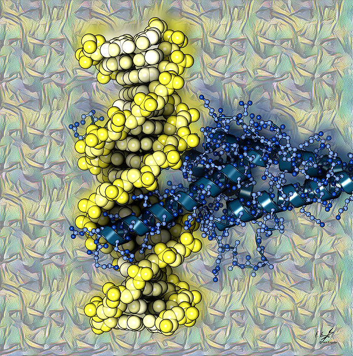 Transcription factors bound to DNA, illustration Illustration of a dimer of the Mad Max transcription factors  blue  bound to a synthetic DNA  deoxyribonucleic acid, yellow  molecule. Transcription factors are proteins that bind to specific sequences of DNA and control the transcription  transfer  of genetic information from DNA to RNA  ribonucleic acid . Mad and Max are components of the Myc Max Mad family of transcription factors that regulate cell growth, differentiation and apoptosis  programmed cell death . Binding of Mad Max to DNA promotes cell differentiation and quiescence  reversible growth arrest ., by FRANCISCO J. ENGUITA SCIENCE PHOTO LIBRARY