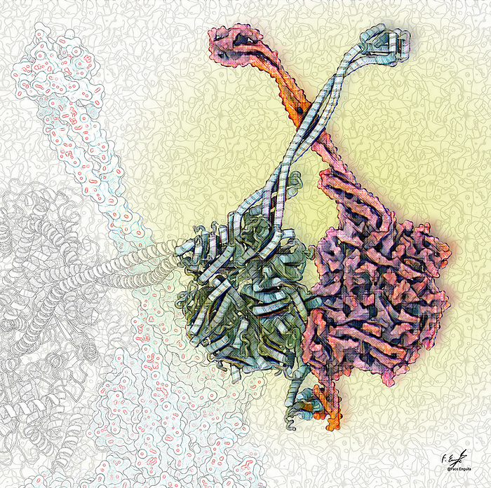 Dynein 1 motor domain, illustration Illustration of the motor domain of human dynein 1 in its inhibited state, which is known as the phi particle. In this conformation two motor proteins are locked together. Dynein 1 is found in the cytoplasm of cells where it transports various cellular cargos along microtubules, a component of the cytoskeleton. Dyneins move towards the minus end of the microtubule, which is usually orientated towards the cell s centre, by FRANCISCO J. ENGUITA SCIENCE PHOTO LIBRARY