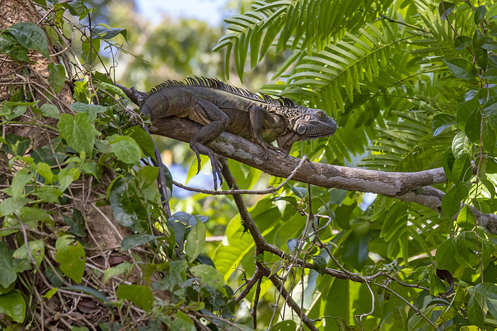 Green iguana resting on branch Green iguana  Iguana iguana  resting on a branch. Iguanas are diurnal  active during the day and resting at night  and arboreal  live in trees . They are also extremely good swimmers and will often jump from high branches into water below to avoid predators. Photographed in Tortuguero National Park in Costa Rica., by JIM WEST SCIENCE PHOTO LIBRARY
