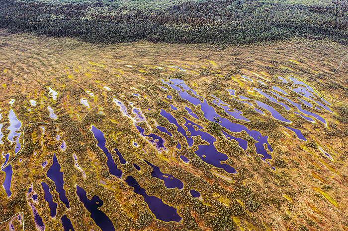 The swamp is photographed by a drone., by Cavan Images / Andrius Vasiliūnas