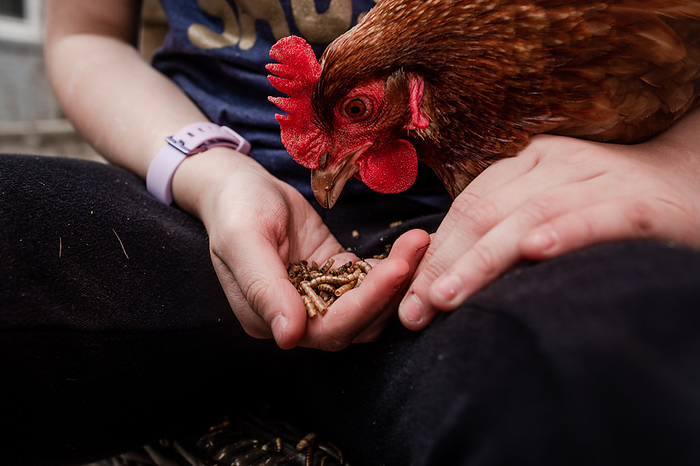 Sweet tight shot of girl hand-feeding red chicken, by Cavan Images / Susan Gibbs