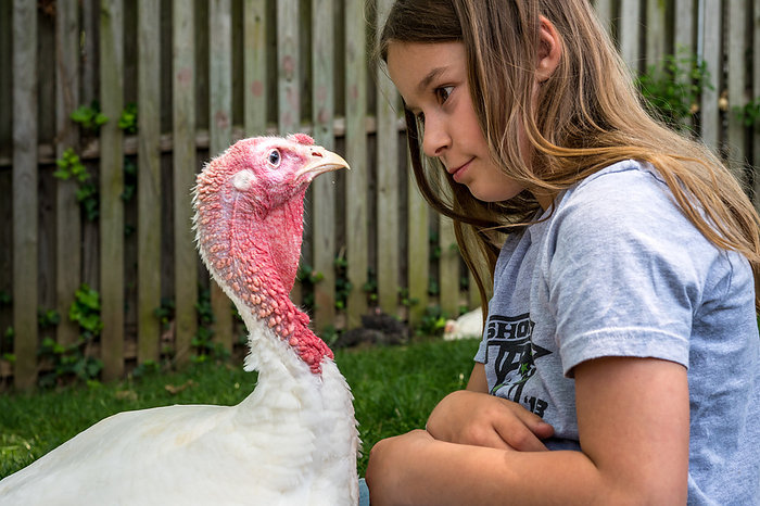 Girl in staring contest with pet turkey on a sunny day, by Cavan Images / Susan Gibbs