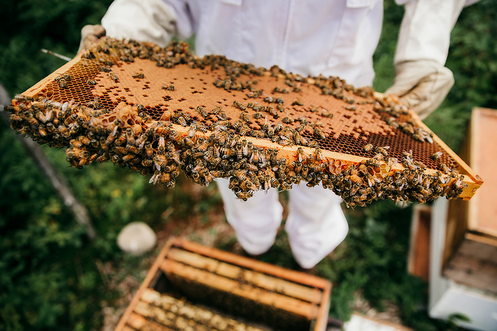 beekeeper inspecting her hives full of bees, by Cavan Images / Annick Paradis