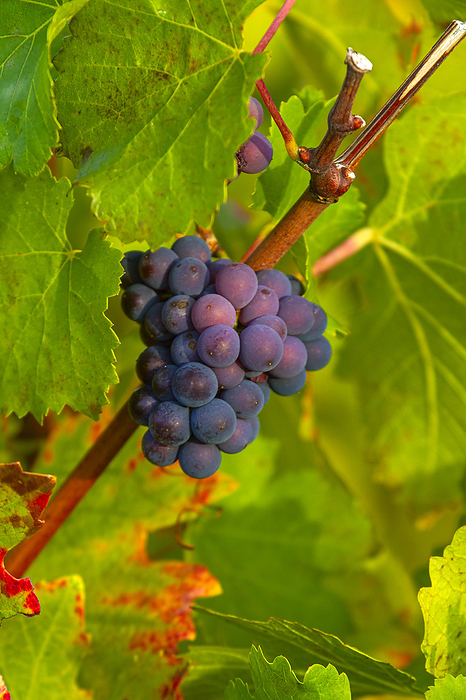 France France, Grand Est, Marne, Verzenay. Bunch of grapes close up, by Philippe Turpin   Photononstop
