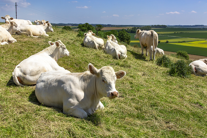 France France, Hauts de France, Pas de Calais, white cows lying down, by Philippe Turpin   Photononstop
