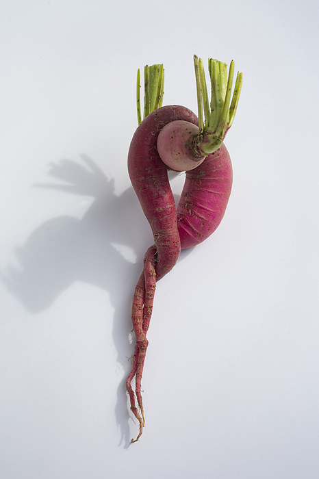 Close-up of two intertwined Japanese radishes., by Jacques Loïc / Photononstop