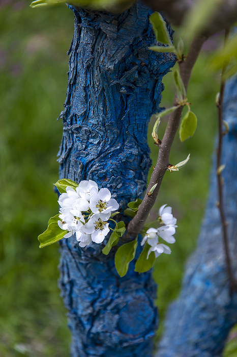 Grape cherry, Umineko, trunk painted blue, by Philippe Turpin / Photononstop