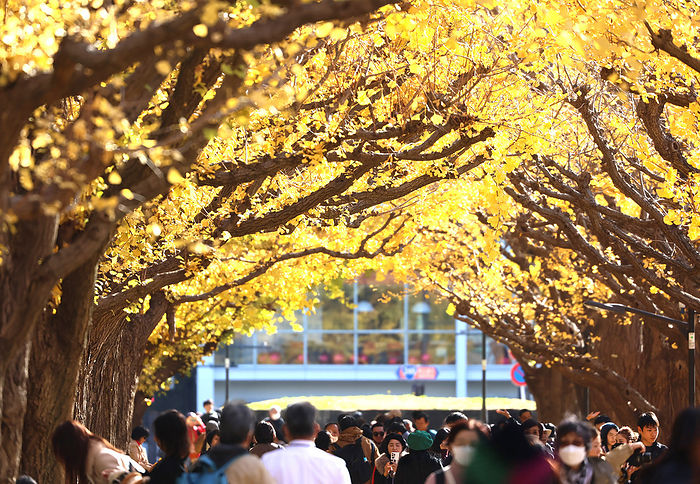 Yellow colored ginkgo trees are displayed at the Jingu gaien park December 7, 2023, Tokyo, Japan   Yellow colored ginkgo trees are displayed at the Jingu gaien park in Tokyo on Thursday, December 7, 2023. People enjoyed some 150 ginkgo trees turned their leaves yellow along the trees lined promenade.      photo by Yoshio Tsunoda AFLO 