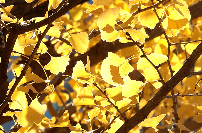 Yellow colored ginkgo trees are displayed at the Jingu gaien park December 7, 2023, Tokyo, Japan   Yellow colored ginkgo trees are displayed at the Jingu gaien park in Tokyo on Thursday, December 7, 2023. People enjoyed some 150 ginkgo trees turned their leaves yellow along the trees lined promenade.      photo by Yoshio Tsunoda AFLO 
