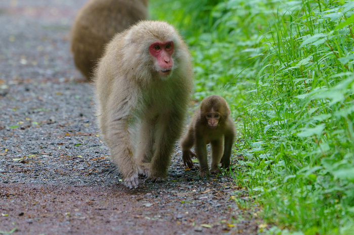 Japanese macaque parent and offspring in early summer in Kamikochi