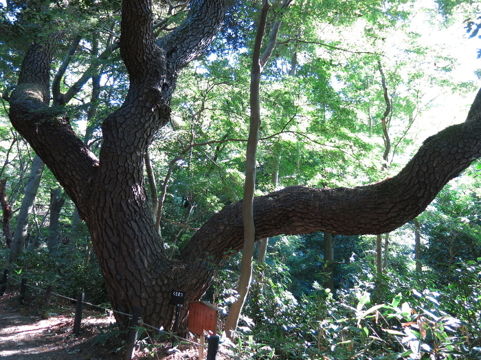 Storytelling Pine Tree in the Nature Education Garden in Shirokanedai, Minato-ku, Tokyo