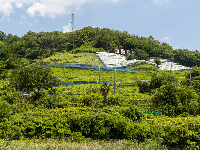 Mt. Takao in Kashiwabara City, Osaka Prefecture, with its vineyards.