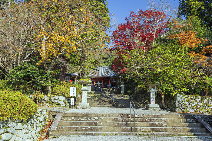 Approach to Kanshinji Temple and Kondo Hall in Autumn Leaves, Osaka