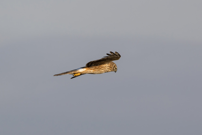 Female Grey Robin in flight