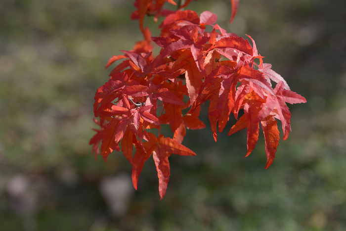 Acer oryberianum Acer spp.