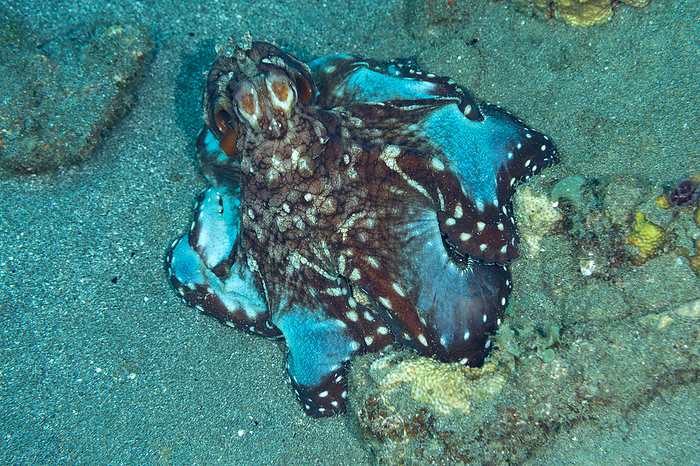Tokyo, Ogasawara, Japan Wamon octopus  Octopus vulgaris  Changing body color to intimidate
